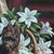 :iconromantiquefleur: