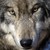 :iconromeodarkfang: