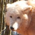 :iconronin-the-lone-wolf: