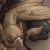 :iconroningryphon: