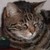 :iconronval912:
