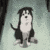 :iconroobers: