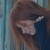 :iconroof-time: