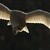 :iconrooksowl: