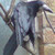 :iconrookwings: