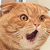 :iconroosb: