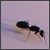 :iconrootrider: