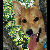 :iconrorawolf: