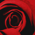 :iconrorez: