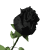 :iconrose-chan90: