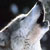 :iconrose-kindred: