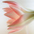 :iconrose-metamorphose: