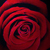 :iconrose-of-shalott: