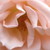 :iconrose-of-the-dragons: