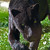 :iconrose-panther31: