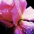 :iconrose-photography6711: