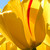 :iconrose101801: