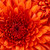 rose64bud :iconrose64bud: