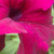 :iconrose9212:
