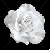 :iconroseadvocate: