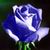 :iconroseangelari: