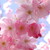 :iconrosebauered1911: