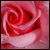 :iconroseboheme: