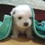 :iconrosebud1548: