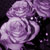 :iconrosedelanuit022: