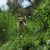 Rosefish :iconrosefish: