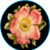 :iconrosehalady: