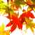 :iconRoseInTheMyst: