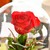:iconroseinwinter:
