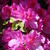:iconroselline-rosa: