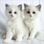 :iconroselya11: