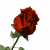 :iconrosemarylimerick: