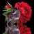 :iconrosensweet: