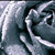 :iconroseofice15: