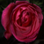 :iconroseofthenight: