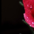 rosepartfourplz :iconrosepartfourplz: