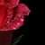 rosepartsixplz :iconrosepartsixplz: