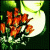 :iconrosepetaltea: