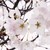 :iconroseprincess112599: