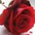 :iconroseprinsess: