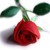 :iconrosered7:
