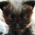 :iconroses-and-scars: