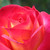 :iconroses-for-amy: