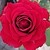 :iconroses87: