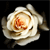 :iconrosesandopium: