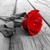 :iconrosesaresimple: